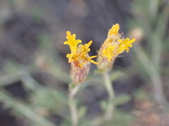 Pegolettia retrofracta