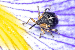 Mononychus vulpeculus