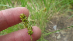 Carex muricata pairae