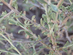 Pegolettia retrofracta