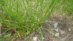 Carex muricata pairae