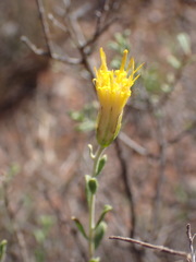 Pegolettia retrofracta