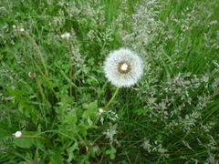Taraxacum stenoglossum