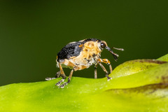 Mononychus vulpeculus