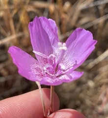 Clarkia lewisii