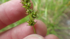 Carex muricata pairae