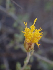 Pegolettia retrofracta