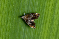 Prochoreutis