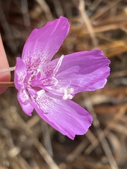 Clarkia lewisii