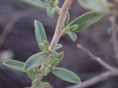Pegolettia retrofracta