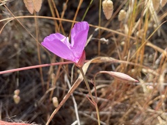 Clarkia lewisii
