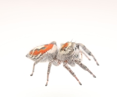 Phidippus vexans