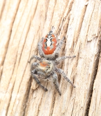 Phidippus vexans