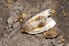 Clepsis melaleucanus