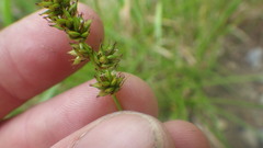 Carex muricata pairae