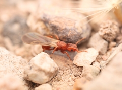 Cyphomyrmex wheeleri