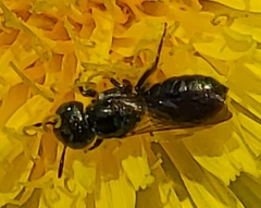 Zadontomerus