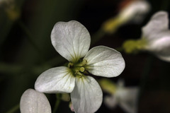 Cardamine dentata