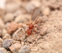 Cyphomyrmex wheeleri