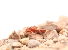 Cyphomyrmex wheeleri