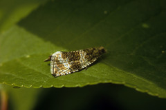 Syricoris