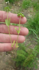 Carex muricata pairae