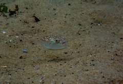 Amblyrhynchote honckenii