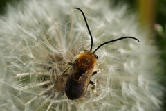 Eucera longicornis