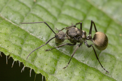 Polyrhachis illaudata