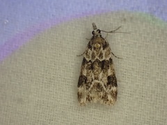 Eudonia delunella
