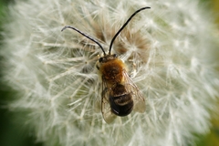 Eucera longicornis
