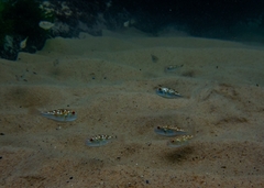 Amblyrhynchote honckenii