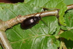 Gonodera luperus
