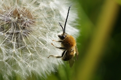 Eucera longicornis