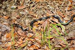 Coluber constrictor priapus