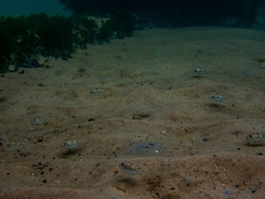 Amblyrhynchote honckenii