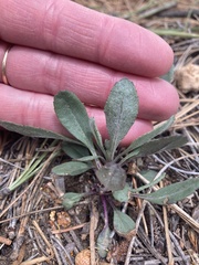 Packera streptanthifolia