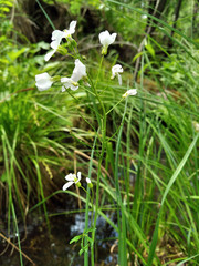 Cardamine dentata