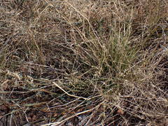 Eragrostis echinochloidea