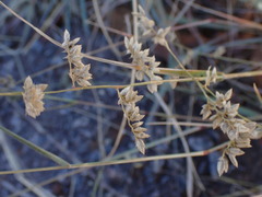 Eragrostis echinochloidea
