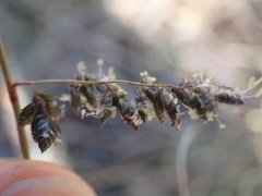 Eragrostis echinochloidea