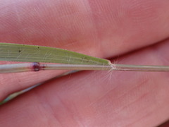 Eragrostis echinochloidea