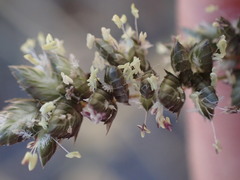 Eragrostis echinochloidea