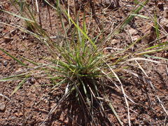Eragrostis echinochloidea