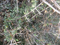 Coprosma propinqua