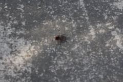Dugesiella anitahoffmannae