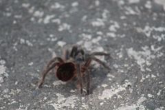 Dugesiella anitahoffmannae