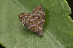 Choreutis orthogona