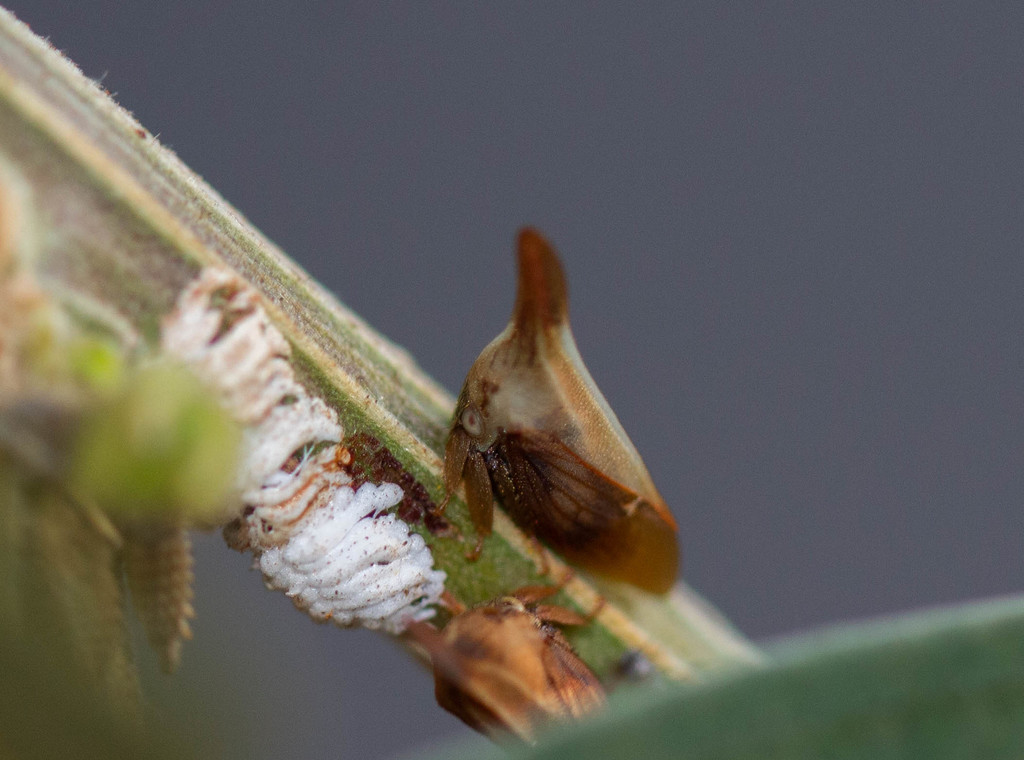 Enchenopa gracilis