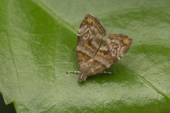 Choreutis orthogona